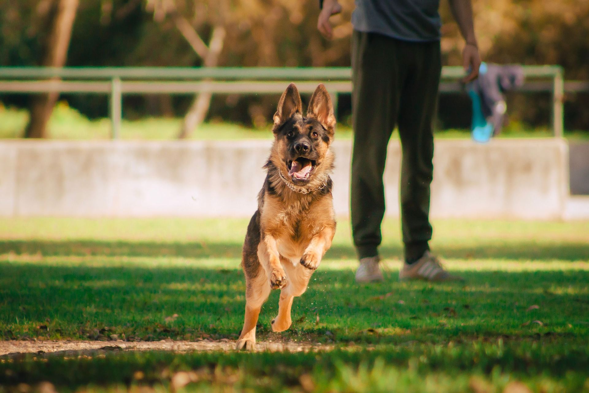 A German Shepherd working at speed during a handler training session.