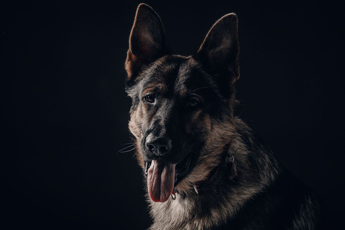 Portrait of a trained German Shepherd guard dog.